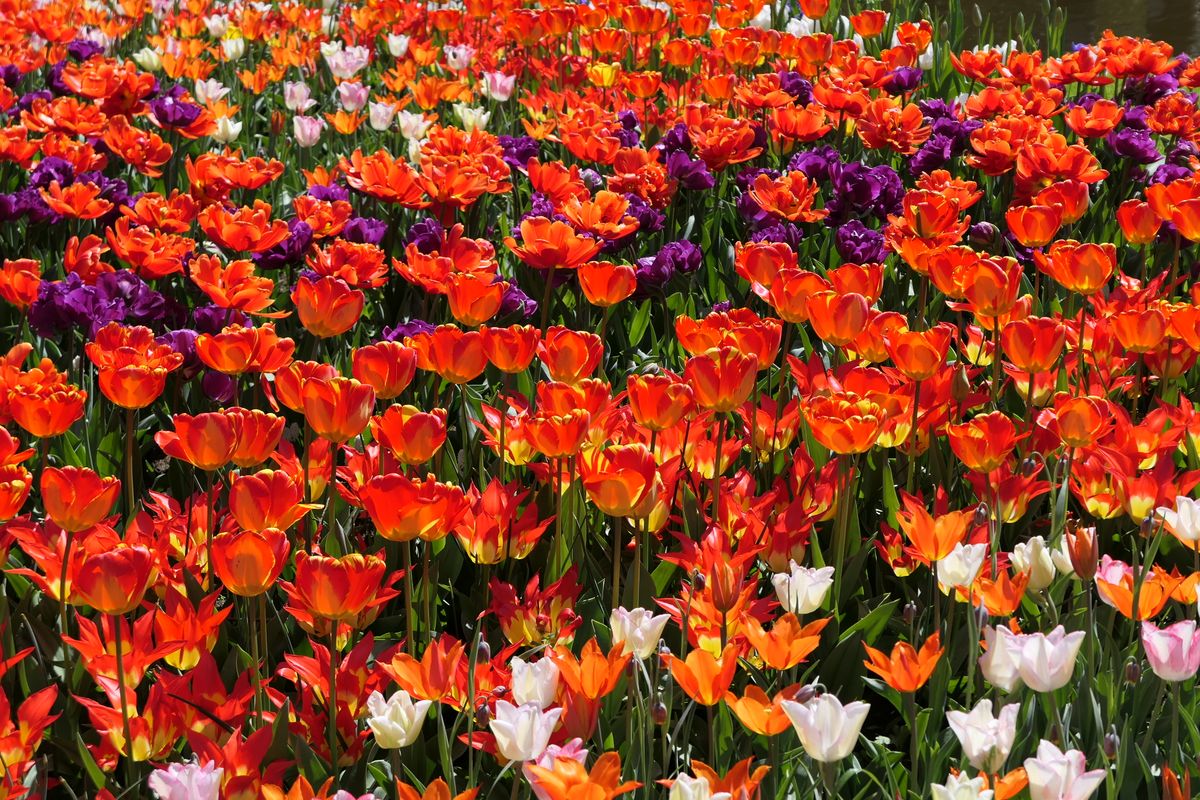 Kleurrijke tulpenvelden bij Keukenhof